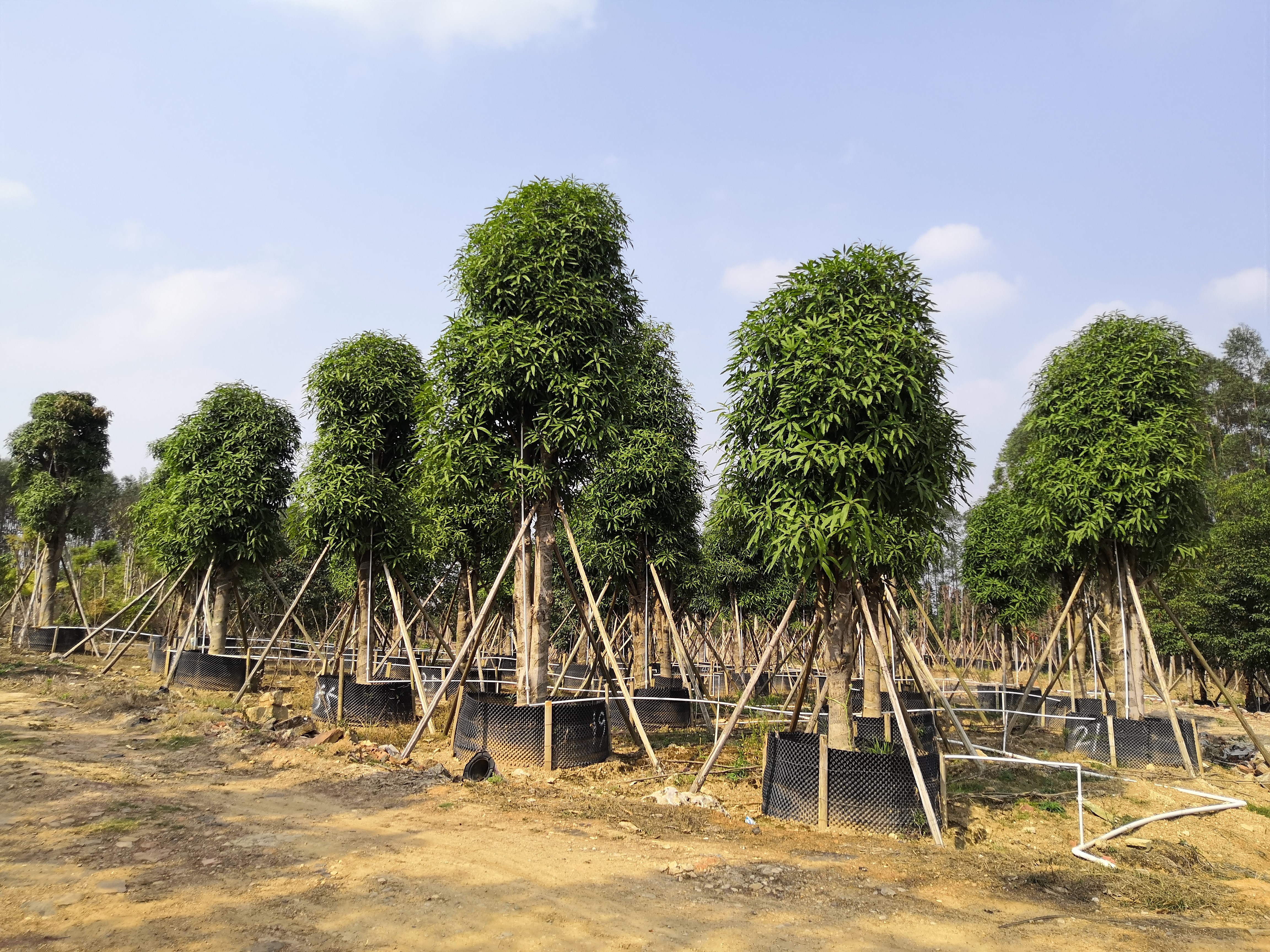 ��ʱ|AG(AsiaGaming)������Ӫ��